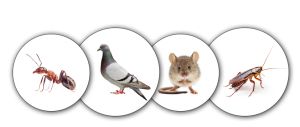 Startside – Pestcon